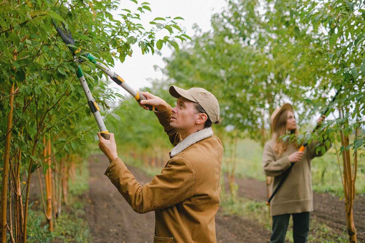 Tree Health Inspection in Cottleville, MO